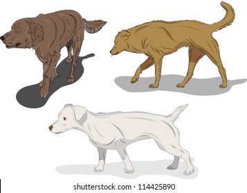 Set of dogs in action on white background
