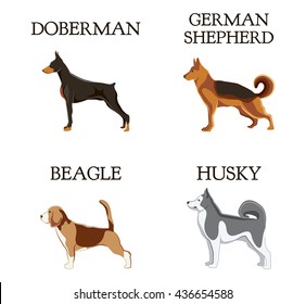 Set of dogs: beagle, husky, doberman, german shepherd. Vector illustation. Animal, pets and puppy,