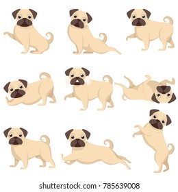 Set of dogs, a set of beautiful pugs