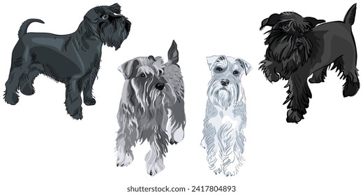 Set of dogs breed Miniature Schnauzer