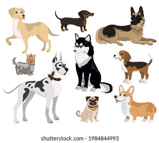 A set of dogs of different breeds, isolated on a white background - Labrador Retriever, Dachshund, German Shepherd, Yorkshire Terrier, Siberian Husky, Beagle, Great Dane, Pug, Pembroke Welsh Corgi.