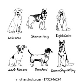 
Set of dogs of different breeds, Shepherd, Dachshund, Spaniel, Husky, Jack Russell, Labrador. Vector illustration in doodle style. Hand drawing. Isolate on a white background.