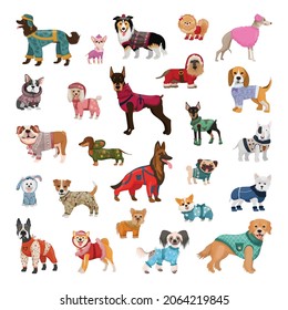 Set of dogs of different breeds in winter overalls, sweaters, insulated harnesses.