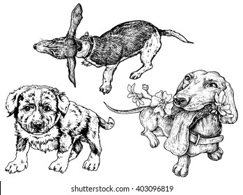 Set of dogs - hand drawn vector illustration, isolated on white
