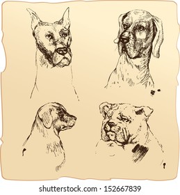 Set of Dogs heads - dalmatian, bloodhound, bulldog hand drawn illustration -sketch in vintage style