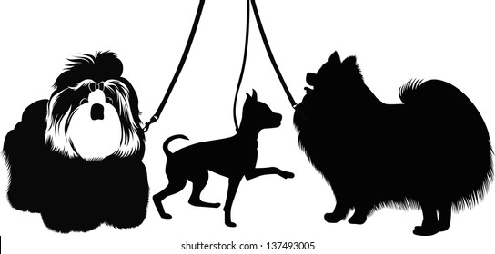 set of dogs isolated on white background