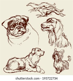 Set of Dogs - Labrador retriever, hound, pug, setter, lap-dog -  hand drawn illustration -sketch in vintage style 