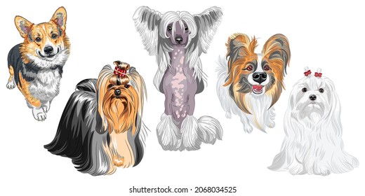 Set of dogs. Maltese, Hairless Chinese crested dog, Pembroke Welsh corgi, Yorkshire terrier with exhibition haircutcute, Papillon with long ears