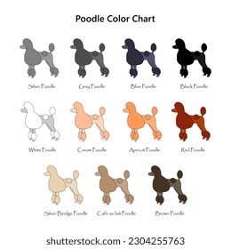 Set of dogs. Poodle color chart. Diifferent coat colors variety.