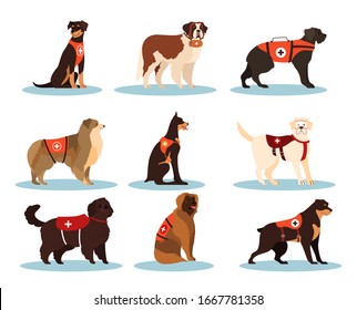 Set of dogs rescuers. Collection of the cadaver dogs of various breed for finding people. Cute domestic pet helping people. Group of animal. Isolated vector illustration in cartoon style