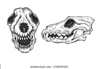 sitting dog  Dog skeleton, Skeleton drawings, Dog skull