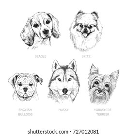 Set of dogs. Symbol of the year 2018. Beagle. Spitz. English bulldog. Husky. Yorkshire Terrier.