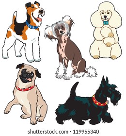 set of dogs,vector collection with small breeds,pictures isolated on white background