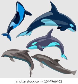 set of dolphin drawings, isolates on a white background