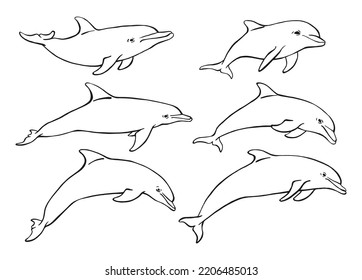 Set of dolphin. Hand drawn illustration converted to vector. Vector with animal underwater.