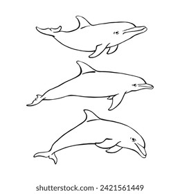 Conjunto de delfines. Ilustración dibujada a mano convertida en vector. Vector con animales bajo el agua.