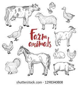 Set of domestic animals isolated on white. Vector illustration.