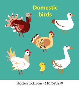 Set of Domestic birds