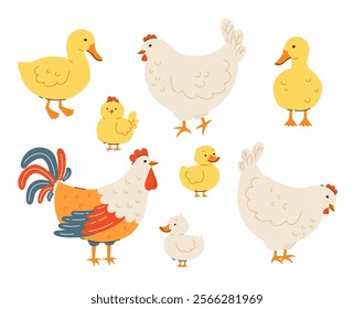 Set of domestic birds and their children. Hens and chicks, ducks and ducklings, rooster. Flat vector illustration.