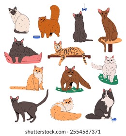 Set of domestic cat or feline breed. Vector purebred animal. British plush, maine coon, persian chinchilla, balinese or siamese, somali, devon rex, korat, marx or cymric, burmese. Fauna and zoology.