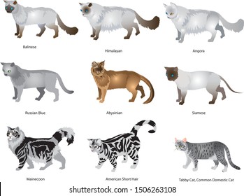 Set Of Domestic Cat, Sia,ese, Angore, Mainecoon, Russian Blue, American Short hair - Vector