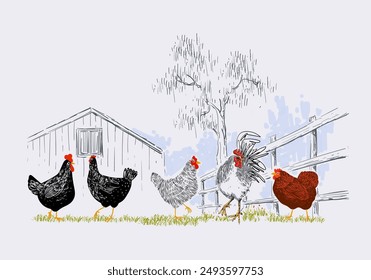 Conjunto de pollo doméstico, gallo, gallina, cría de aves de corral colección animal vintage dibujado a mano Ilustración vectorial. Pájaros animales de compañía.