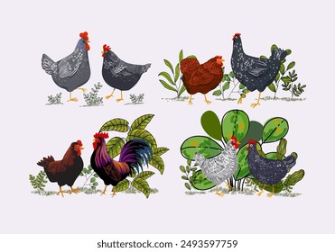 Set of domestic chicken, rooster, hen, breeds poultry farm animal collection  vintage hand drawn vector illustration. Livestock birds pet animal.