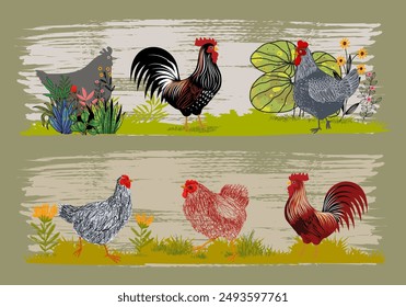 Conjunto de pollo doméstico, gallo, gallina, cría de aves de corral colección animal vintage dibujado a mano Ilustración vectorial. Pájaros animales de compañía.