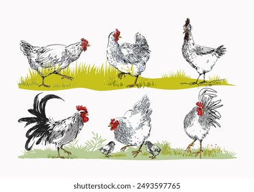 Conjunto de pollo doméstico, gallo, gallina, cría de aves de corral colección animal vintage dibujado a mano Ilustración vectorial. Pájaros animales de compañía.