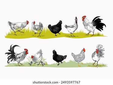 Conjunto de pollo doméstico, gallo, gallina, cría de aves de corral colección animal vintage dibujado a mano Ilustración vectorial. Pájaros animales de compañía.