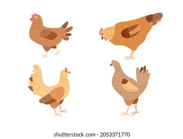 Set of domestic chickens isolated on white background