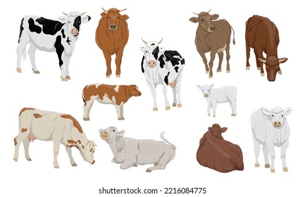 Set Domestic cows and calves in different poses. Bulls, cows and calves stand, eat and lie down. Farm realistic vector animals