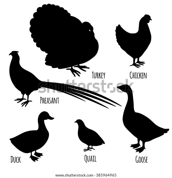 Vector De Stock Libre De Regalias Sobre Conjunto De Iconos Domesticos De Aves