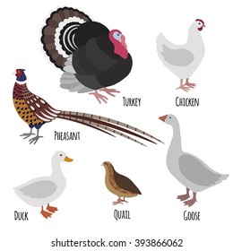 Set of domestic fowl, poultry farm cartoon birds: pheasant, turkey, goose, chicken, duck and quail isolated on white background, vector illustration.