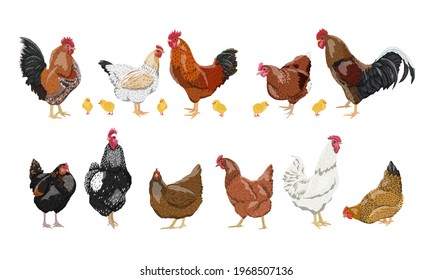 A set of domestic hens, roosters and chickens of different colors and breeds. Realistic domestic vector birds Gallus gallus domesticus.