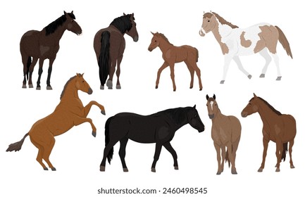 Set of domestic horses and their foals. Horses of different colors walk, stand and rear. Realistic vector animal