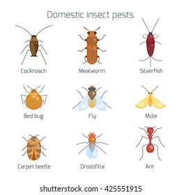Set of domestic insect pests. Flat bug. Geometrical design element isolated on white background. Mole and cockroach, mealworm and carpet beetle, ant and drozofilla. Vector illustration. Cartoon style