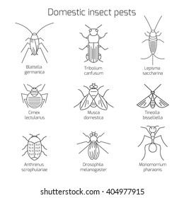 Set of domestic insect pests. Thin line symbols of bug. Geometrical design element isolated on white background. Mole and cockroach, meal worm and carpet beetle, ant and drozofilla 
