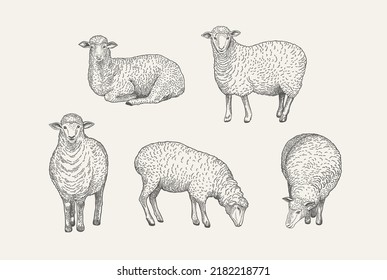 Set With Domestic Sheep. Vector Drawing. Vintage Illustration.