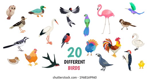 Set of domestic and wild birds, bird species, a collection of various feathered animals, chicken, parrot, stork and others. Vector illustration, isolated objects on white background