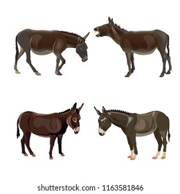 Set of donkeys in different poses. Vector illustration isolated on the white backround