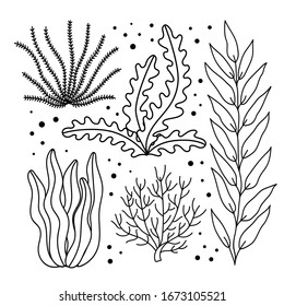 Set of doodle algae. Marine life isolated on white background. Seabed plants. Hand vector illustration for coloring.