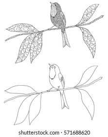 Set of doodle coloring book with a bird on a branch isolated on white. The bird called Japanese Robin.