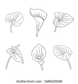Conjunto de flores de doodle. El anurio floral de la jungla dibujado a mano sobre un fondo blanco. Elemento tropical exótico vectorial decorativo para tarjetas de invitación, textiles, impresión y diseño.