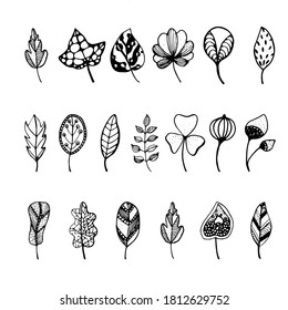 Set of doodle flowers and leaves, hand-drawn, zenart, Spring. Summer. Black and white vector illustration on isolated background. Coloring for adults antistress.