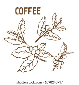 Set of doodle hand drawn sketches, coffee branches isolated on white background. Design elements for cafe menu, stickers and magnets.