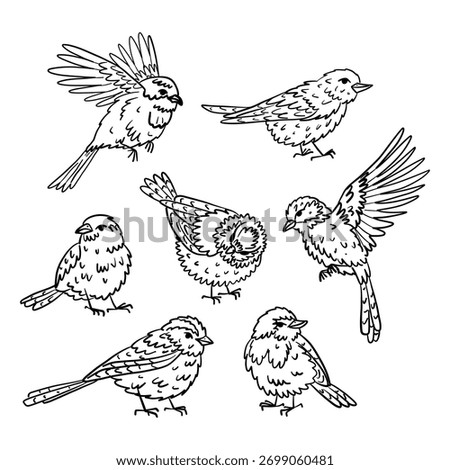 set of doodle hand-drawn small birds. Outline isolated collection. Animals, bird black outline. Collection of sparrows and tits in different poses for coloring, packing stickers, decorating nature.