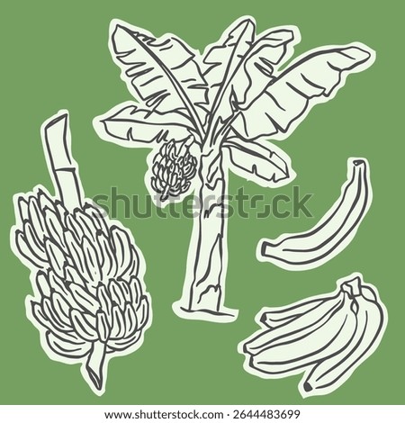 Set of doodle illustrations of banana, bunch and banana plant