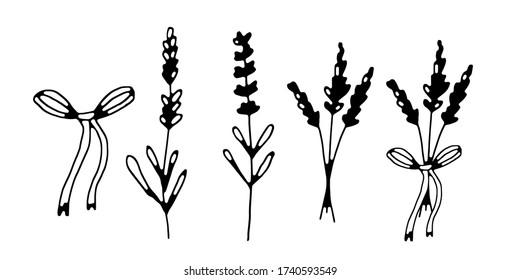 Set of doodle lavender herb related inked icons. Hand drawn vector stock illustrations includes lavender flower, ribbon icons. Black graphic, isolated on white background.