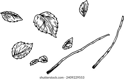 Set of Doodle Leaves And Branch Sketch line vector illustration For ClipArt Design Vintage Style